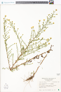 Symphyotrichum pilosum var. pilosum image