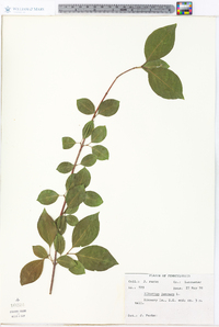 Viburnum lentago image