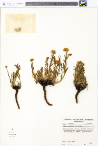 Erigeron pulcherrimus image