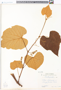 Vitis labrusca image