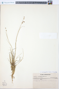 Juncus subcaudatus image