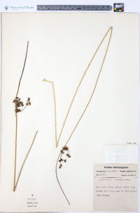 Juncus coriaceus image