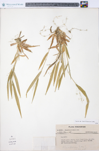 Panicum laxiflorum image