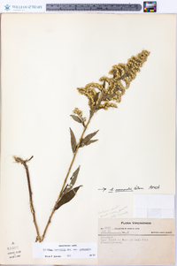 Solidago nemoralis var. nemoralis image