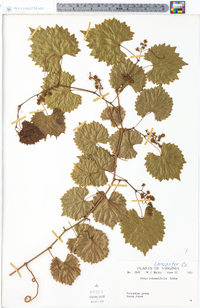 Vitis rotundifolia image