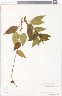 Image Associated With the Occurence