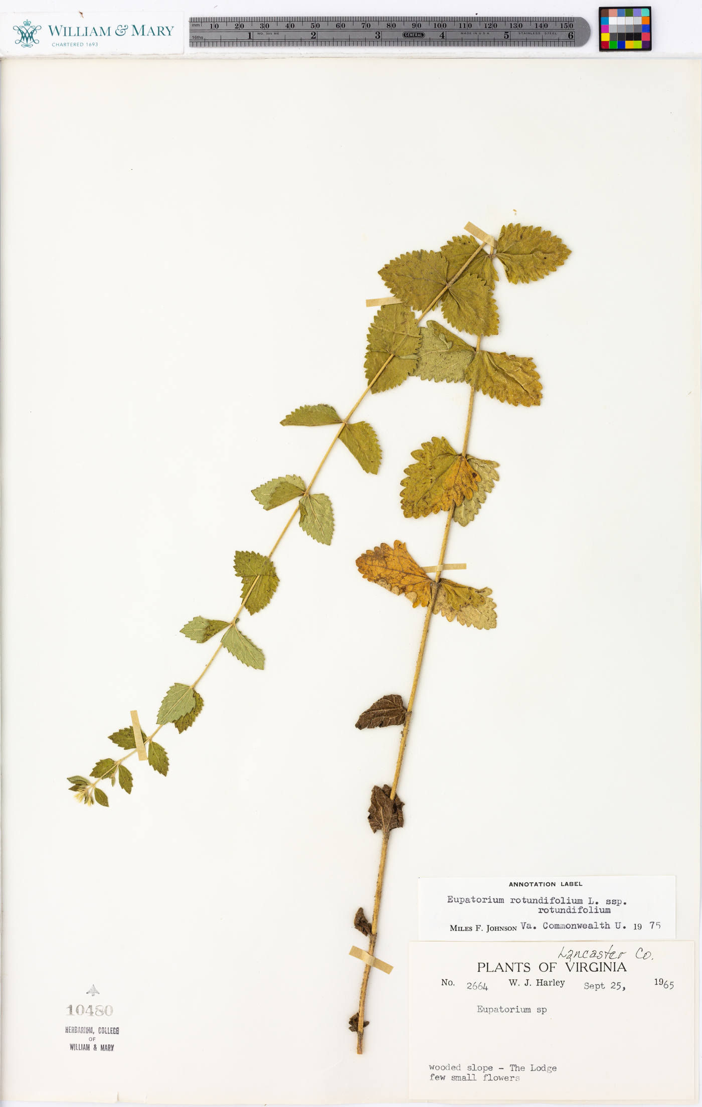 Eupatorium rotundifolium subsp. rotundifolium image