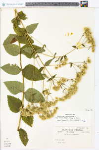 Eupatorium rotundifolium subsp. ovatum image