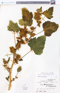 Xanthium strumarium var. strumarium image