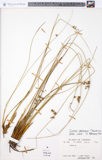 Juncus coriaceus image