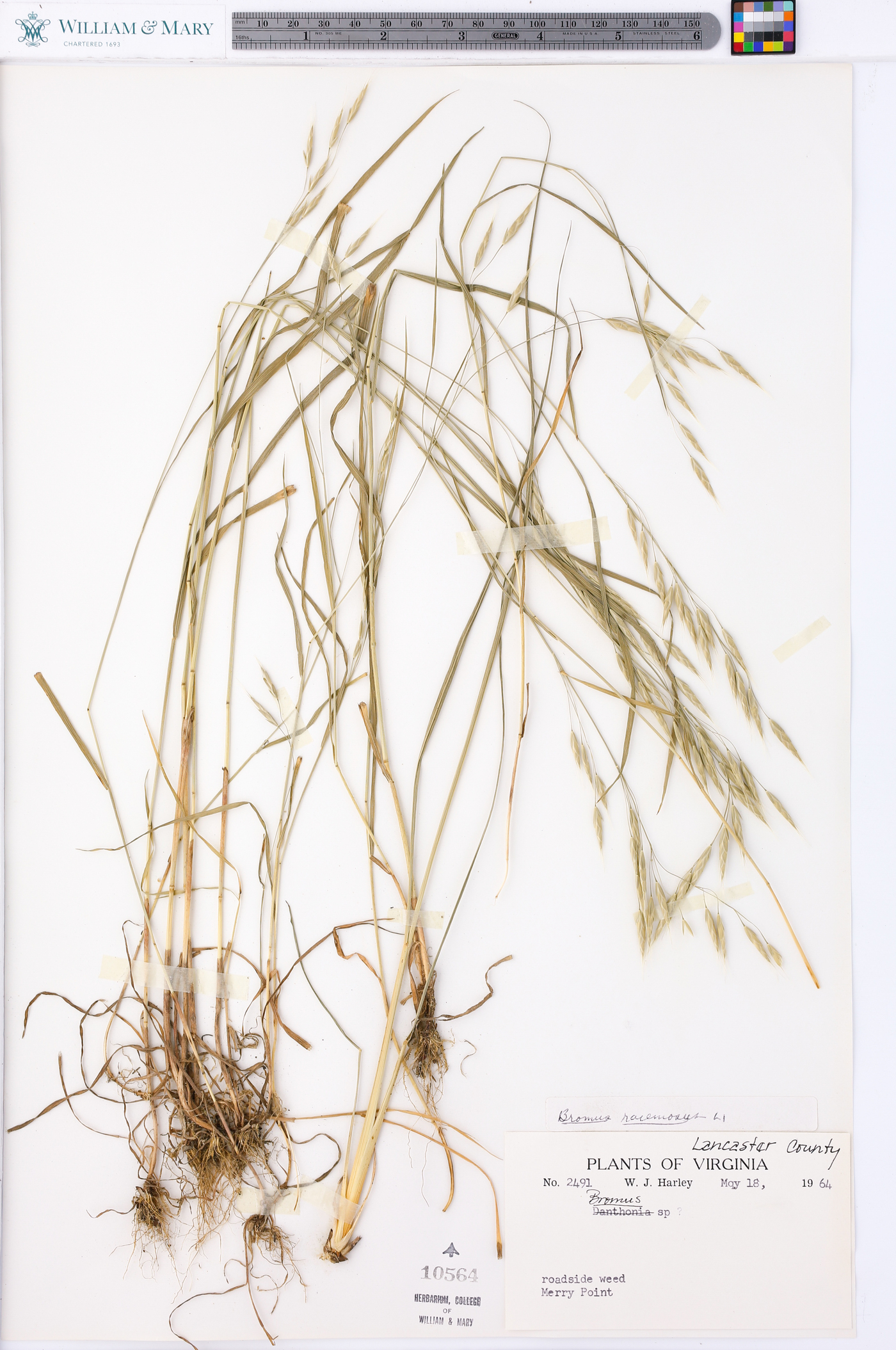 Bromus racemosus image