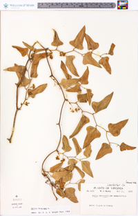 Smilax bona-nox image