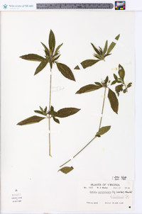 Ruellia caroliniensis image