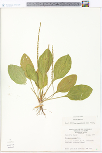 Plantago rugelii image