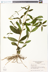 Eupatorium album image