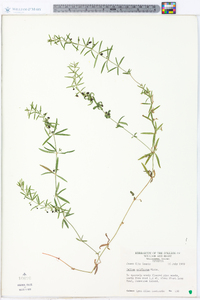 Galium uniflorum image