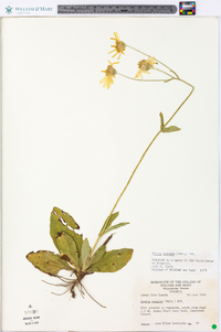 Arnica acaulis image