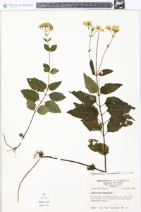 Ageratina aromatica image