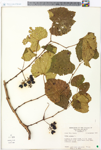 Vitis vulpina image