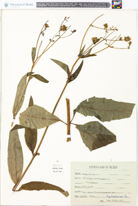 Silphium asteriscus var. trifoliatum image