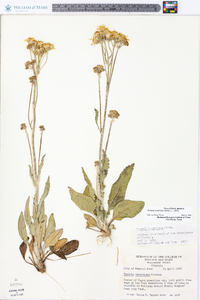 Packera tomentosa image