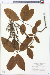 Oxydendrum arboreum image