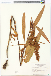 Rumex verticillatus image