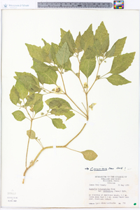 Physalis virginiana image