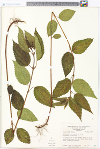 Image Associated With the Occurence