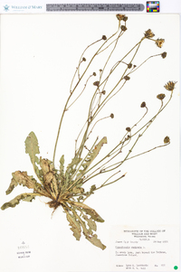 Hypochaeris radicata image