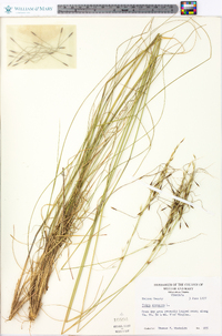 Stipa avenacea image