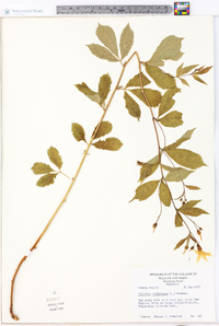 Gillenia trifoliata image