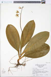 Clintonia borealis image