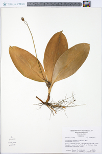 Clintonia borealis image