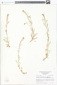 Cardamine parviflora image