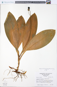 Clintonia borealis image