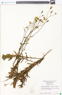 Crepis capillaris image