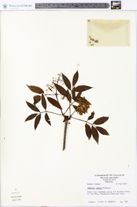 Sambucus racemosa subsp. racemosa image