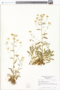 Draba ramosissima image