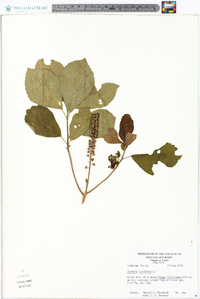 Clethra alnifolia image