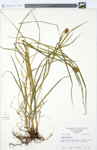 Carex squarrosa image