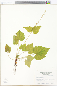 Mitella diphylla image