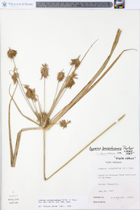 Cyperus lancastriensis image