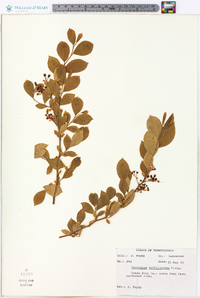 Vaccinium fuscatum image