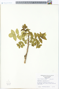 Zanthoxylum clava-herculis image