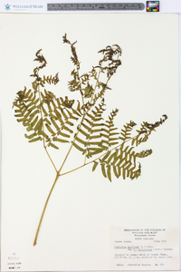 Pteridium aquilinum var. latiusculum image