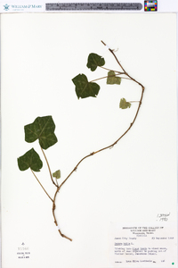 Hedera helix image