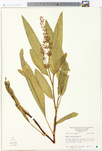 Rumex verticillatus image