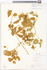 Clematis dioscoreifolia image