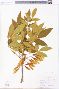 Fraxinus caroliniana image